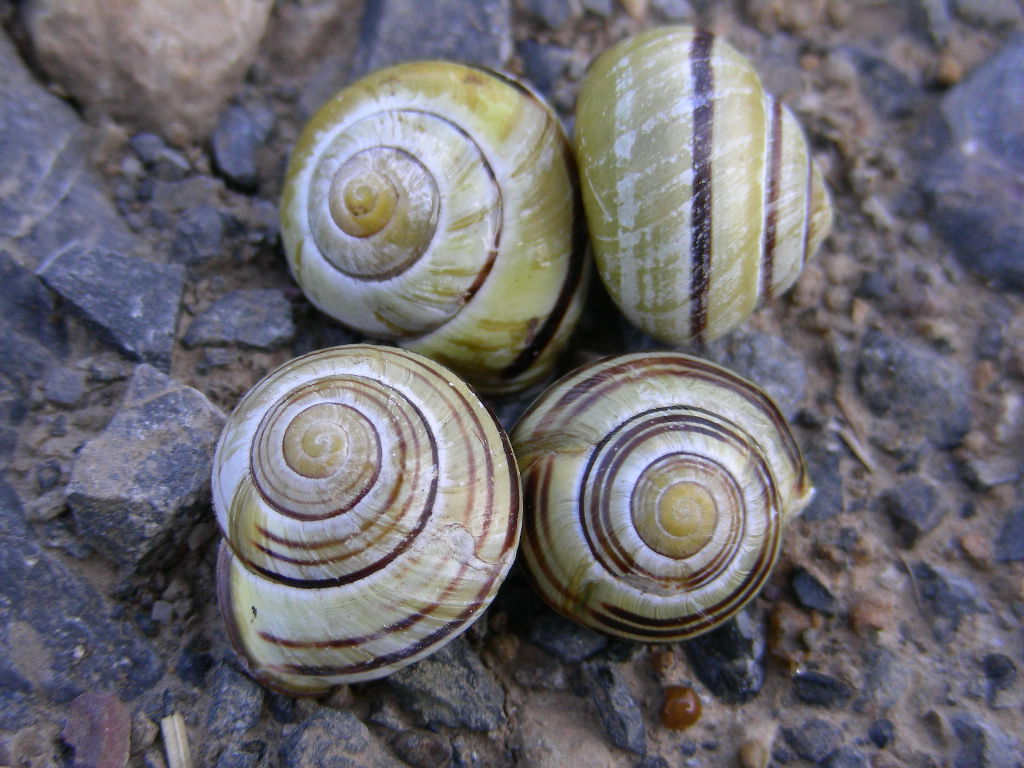 Sono identiche a ....Cepaea nemoralis dal Belgio